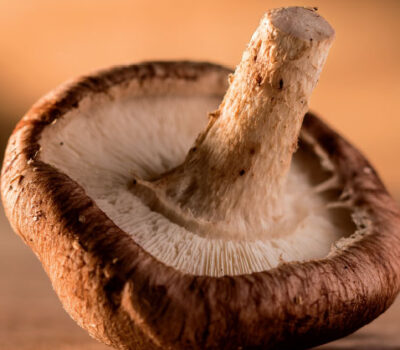 Cultura Funghi